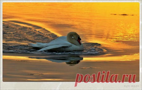 лебедь в лучах заходящего солнца