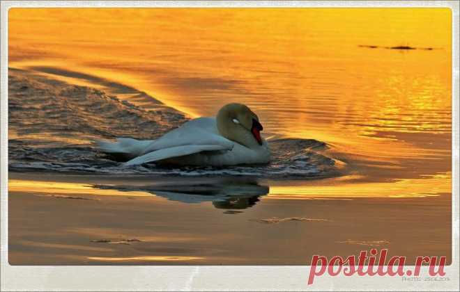 лебедь в лучах заходящего солнца