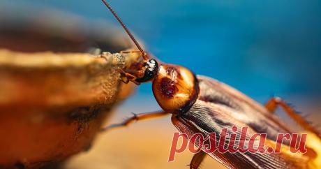 Как вывести тараканов в квартире — проверенный метод — Ботаничка.ru