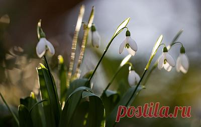 В "Аптекарском огороде" снова выросли подснежники. В пресс-службе ботсада отметили, что цветы вряд ли успеют зацвести в связи с прогнозируемым похолоданием