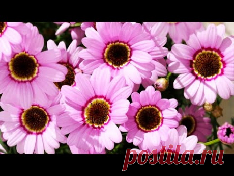 Цветок-сказка! Сверхобильное и продолжительное цветение до морозов
