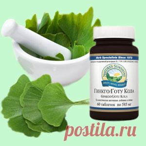 Растение гинкго и его полезные свойства