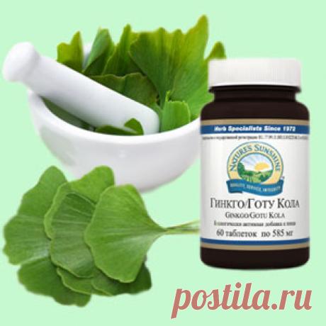 Растение гинкго и его полезные свойства