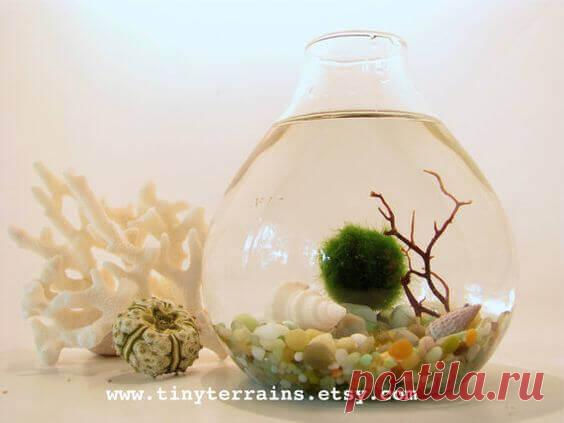 Миниатюрный аквариум как элемент декора ~ Planetalsad