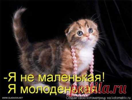Невозможно сидеть с серьезным лицом, если в комнате есть котенок.