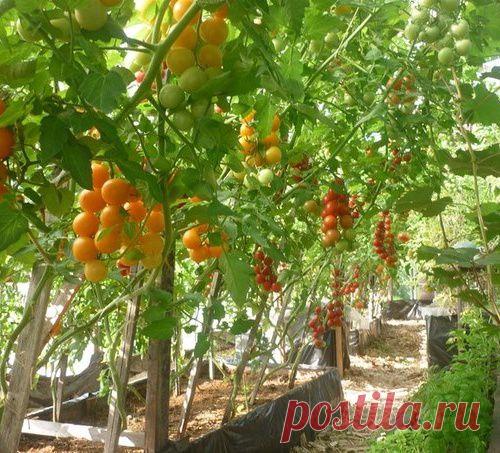 ВЫСОКОРОСЛЫЕ ТОМАТЫ