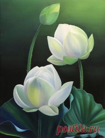 Hình ảnh hoa Sen trắng nền đen buồn đẹp bình dị