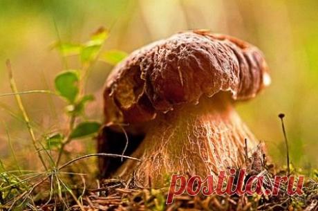 Как вырастить грибы на садовом участке спорами, из грибницы | День дачника