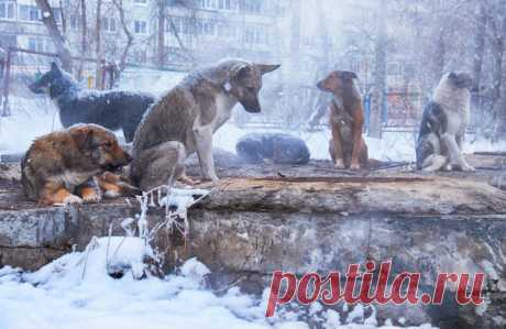 «От голода могут и съесть». Бродячие псы кошмарят жителей Подмосковья. Жители Шатуры пишут в соцсетях о нападениях стаи бродячих собак на детей и взрослых.