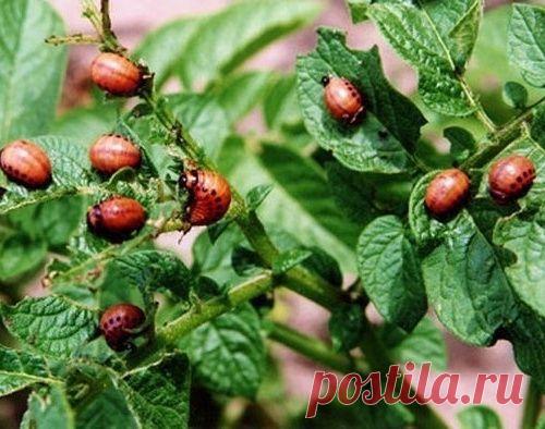 КАК ИЗБАВИТЬСЯ ОТ КОЛОРАДСКОГО ЖУКА БЕЗ ХИМИИ? 4 СПОСОБА