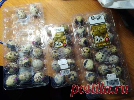 Можно ли вырастить перепелов из яиц, купленных в Ашане?