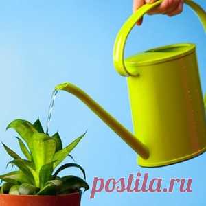 Как выбрать удобрение для любимых комнатных растений - МирТесен