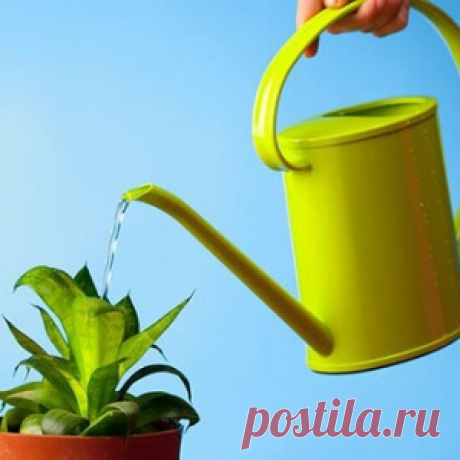 Как выбрать удобрение для любимых комнатных растений - МирТесен