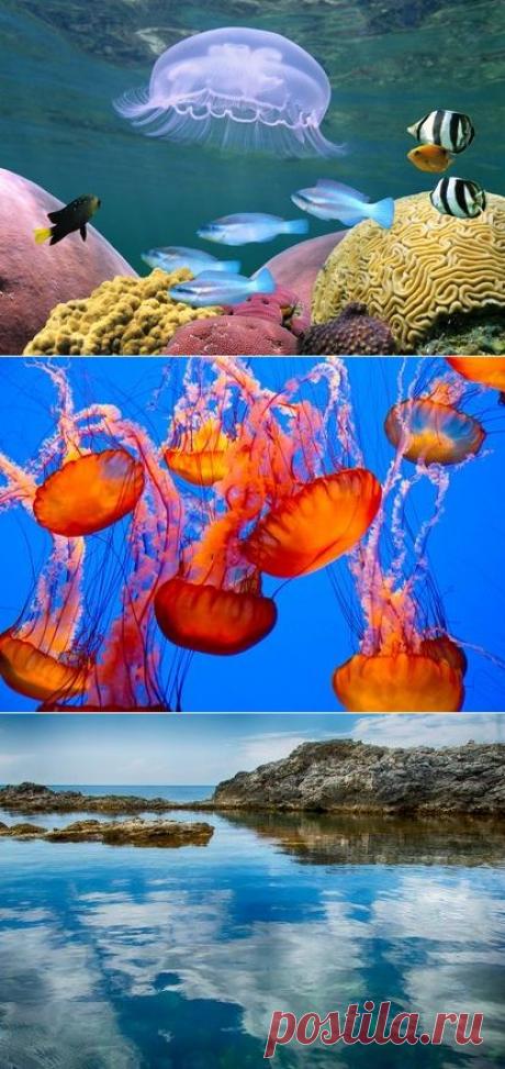 9 Канал ТВ - Медузы покидают Израиль