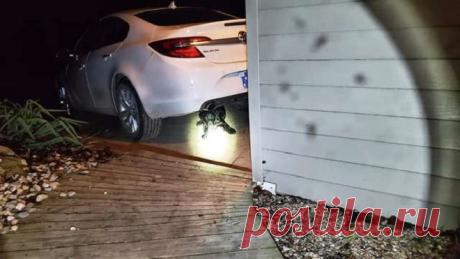 Когда мужчина вышел на улицу вместе со своим питомцем, он неожиданно услышал лай. Поначалу он решил, что это койот, а потом заглянул под свою машину...