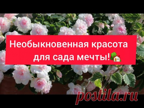 Где заказать вегетативку?