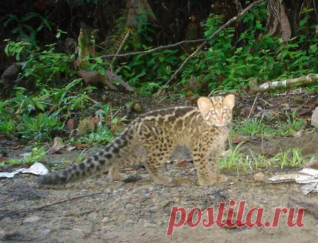 Marbled Cat