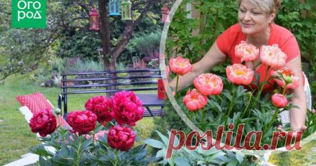 Пионы. | Подборка статей | Огород.ru Уход за цветком. (23 статей)