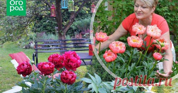 Пионы. | Подборка статей | Огород.ru Уход за цветком. (23 статей)