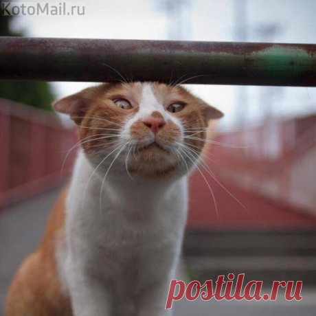 Стоп!... Дальше чужая территория | KotoMail.ru
