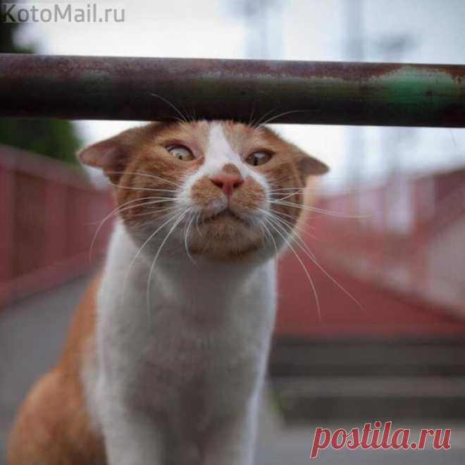 Стоп!... Дальше чужая территория | KotoMail.ru