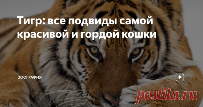 Тигр: все подвиды самой красивой и гордой кошки Когда-то они обитали на всей территории Индии, в большей части восточного Китая, на Корейском полуострове, на всей территории Юго-Восточной Азии, на островах Суматра и Ява, на востоке России от Байкала до Охотского моря, в районе южного Каспия на территории Ирана и Азербайджана, а также на территории Казахстана, Турции, Грузии, Армении...