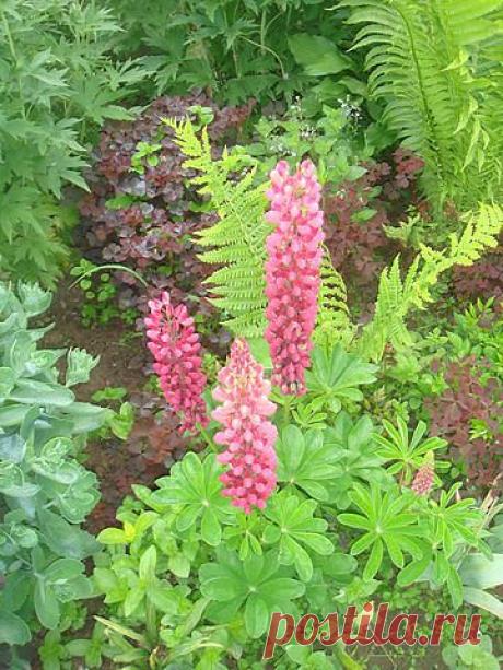 Дачные хитрости
Надежда Гейер(Гор)