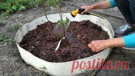 Посадка голубики от А до Я