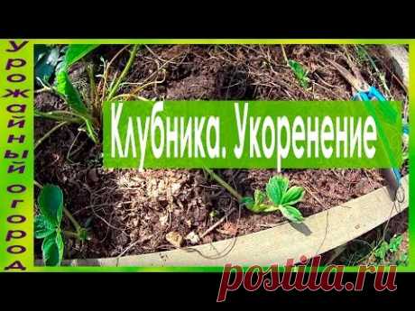 КАК УКОРЕНЯТЬ УСЫ КЛУБНИКИ И СРОКИ ПЕРЕСАДКИ !!