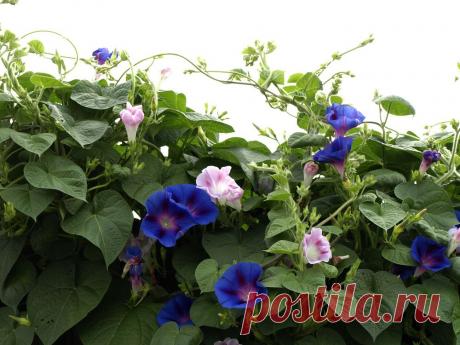Ипомея – изящное украшение сада. Сохраните любой пост с сайта 7dach.ru в Постиле и выиграйте призы от интернет-магазина Клуб Красоты. Чем больше постов - тем выше шансы. Розыгрыш состоится в понедельник, 30 декабря. В акции участвуют все посты, которые содержат этот текст или фото призов!