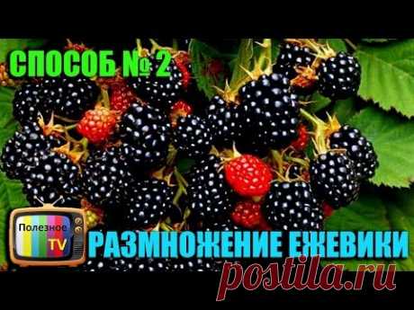 ЕЖЕВИКА РАЗМНОЖЕНИЕ ВТОРОЙ СПОСОБ