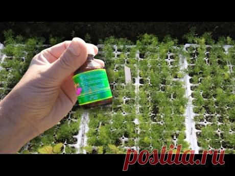 Рассада растёт как на дрожжах после такой домашней подкормки рассады!