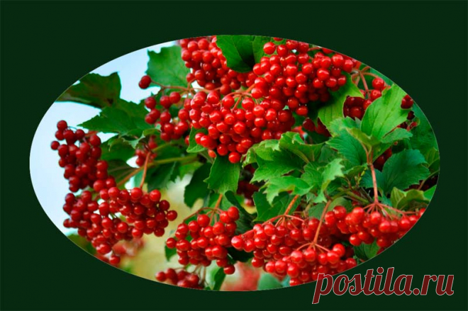 ♥ Куст калины ♥ ~ Плэйкасты ~ Beesona.Ru