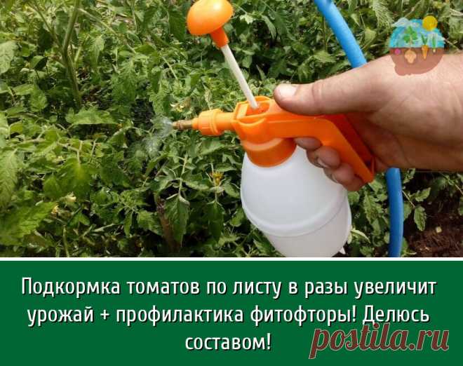 Советую переписать рецепт этой внекорневой подкормки томатов. Она не замедлит проявить свой потрясающий результат. Поэтому советую. Опробована на протяжении нескольких лет.

Ее используем как в теплицах, так и на грядках. Обрабатываем за сезон растения 2-3 раза от начала цветения, обычно через 10-14 дней. Если обработаете и другие овощи, кроме помидоров, то это им тоже пойдет на пользу.

Используем мелкодисперсный распылитель, с помощью которого наносим смесь по листу. Рас...