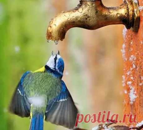 Animals - Google+