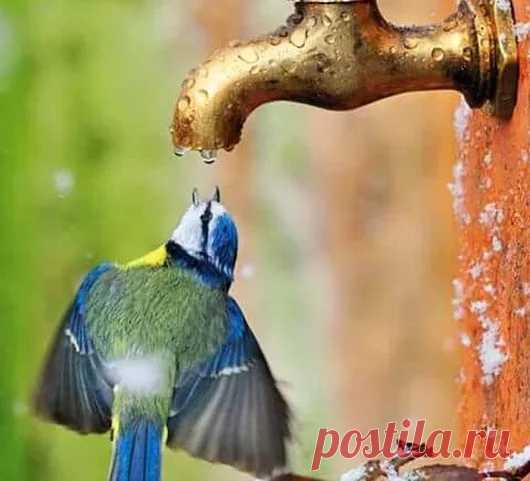 Animals - Google+