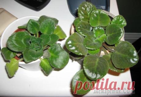 Почему не цветут фиалки в домашних условиях? Исправляем типичные ошибки новичков-цветоводов