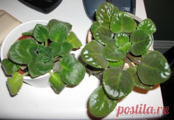 Почему не цветут фиалки в домашних условиях? Исправляем типичные ошибки новичков-цветоводов