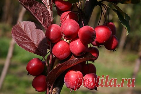 Декоративные деревья с полезными плодами: яблони