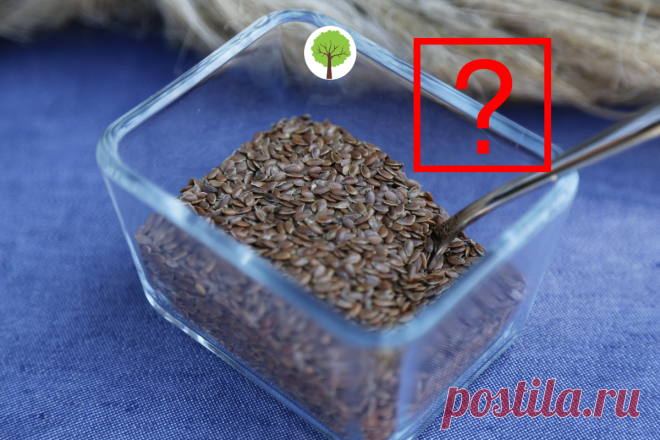 Как семенами льна лечат заболевания ЖКТ. | Здоровье и Долголетие | Яндекс Дзен
