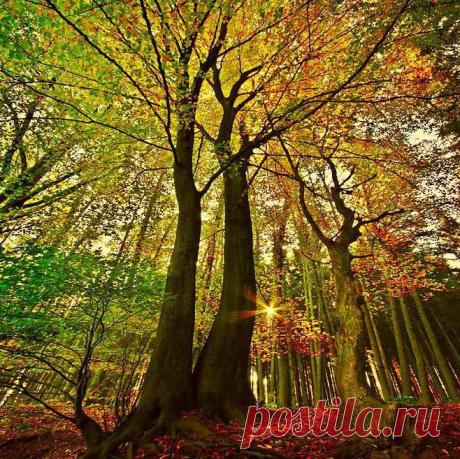 Осенние пейзажи на фотографии и анимашках