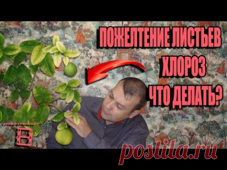 (1) ХЛОРОЗ. ПОЖЕЛТЕНИЕ ЛИСТЬЕВ, ЧТО ДЕЛАТЬ? БОЛЕЗНИ РАСТЕНИЙ. ЭКЗОТИКА НА ПОДОКОННИКЕ. #ЦИТРУСОВЫЕ - YouTube