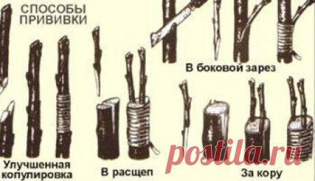ВСЕ СПОСОБЫ РАЗМНОЖЕНИЯ СЛИВЫ