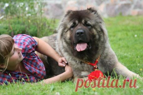 7 мощных, но добрых собак, рожденных для схватки с волками
