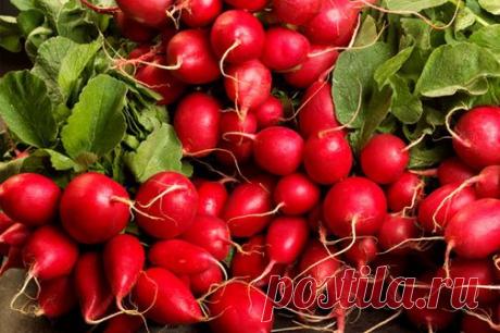 Технология выращивания редиски | Приусадебное хозяйство