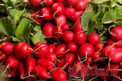 Технология выращивания редиски |  Приусадебное хозяйство