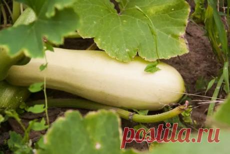Почему после кабачков земля «устала»: какую культуру выбрать для восстановления. Многие огородники замечают, что после кабачков почва выглядит рыхлой, но растения на ней растут хуже.