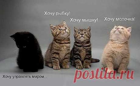 Котоматрица
