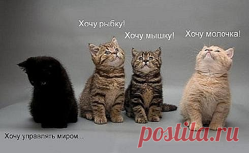 Котоматрица