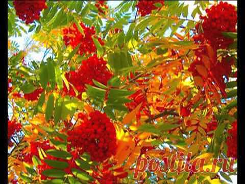 (+1) - Золотая Осень! | УДИВИТЕЛЬНОЕ